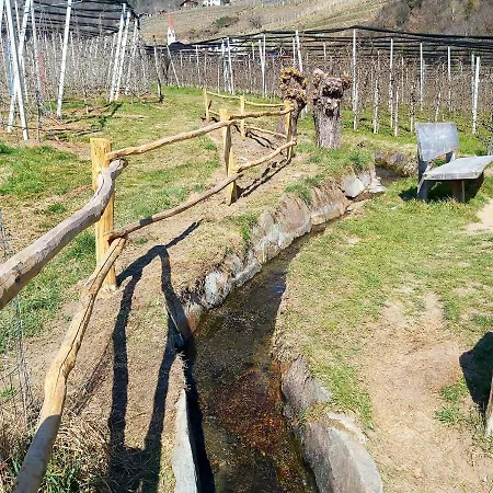 Pedrolini *