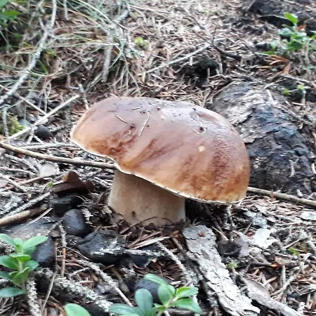 Διαμέρισμα Pedrolini *