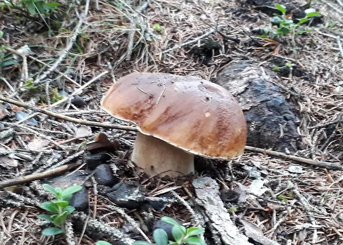 Apartmán Pedrolini *